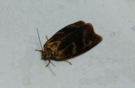 Ptycholoma lecheana