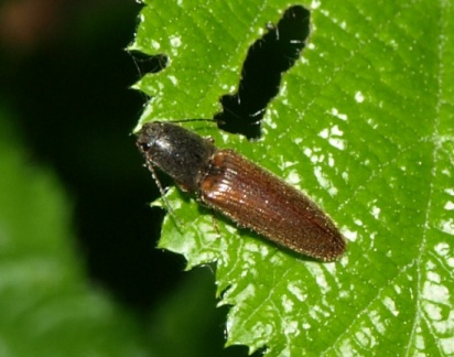 Athous haemorrhoidalis