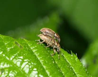 Polydrusus marginatus