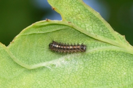 Lymantria dispar