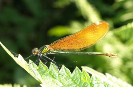Calopteryx virgo (femelle)