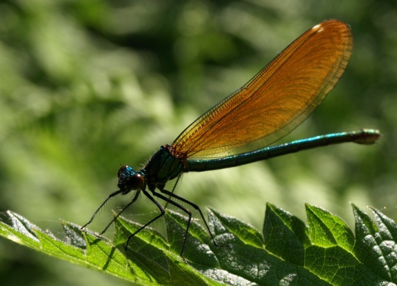 Calopteryx virgo (femelle)
