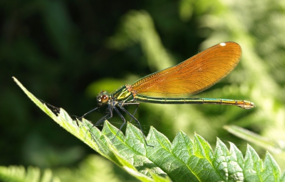 Calopteryx virgo (femelle)