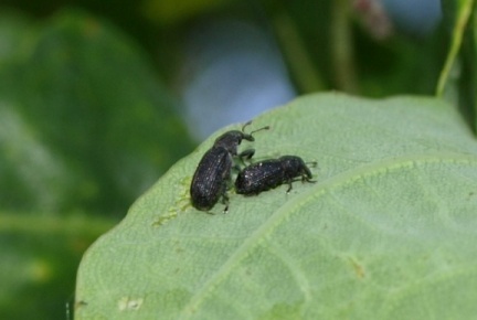 Magdalis sp.