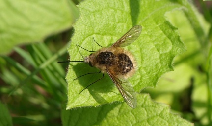 Bombylius sp.