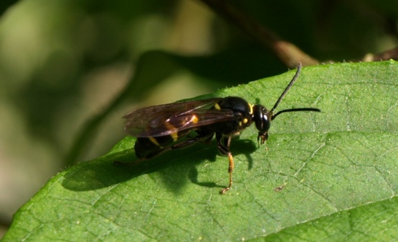Argogorytes mystaceus