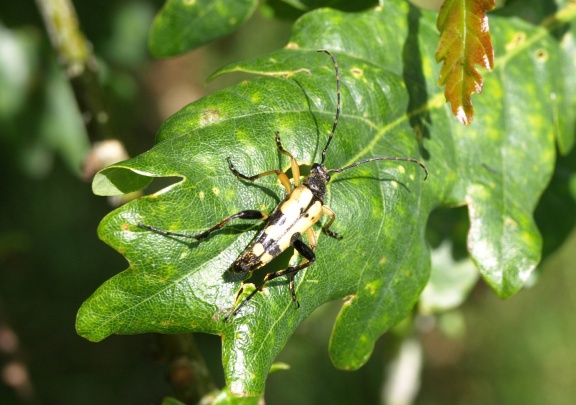 Rutpela maculata