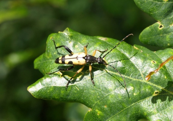 Rutpela maculata