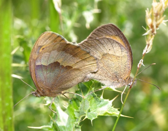 Maniola jurtina