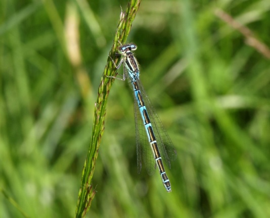 Coenagrion scitulum