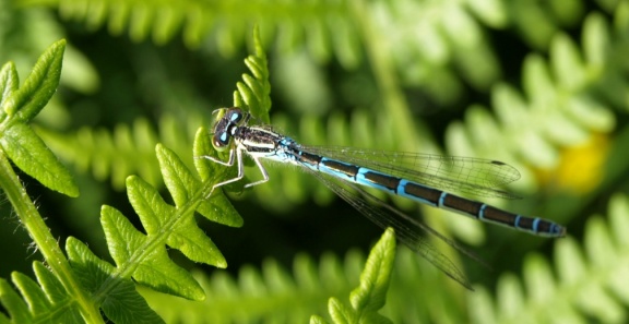 Coenagrion scitulum