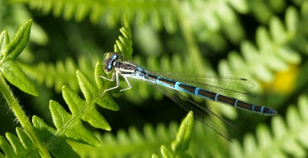 Coenagrion scitulum