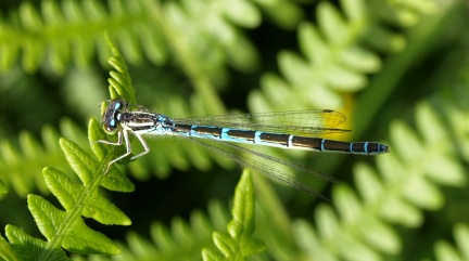 Coenagrion scitulum