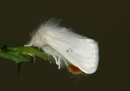 Euproctis chrysorrhoea (mâle)