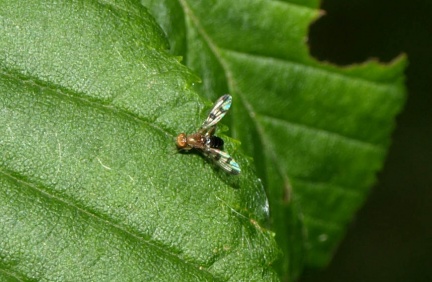 Geomyza tripunctata