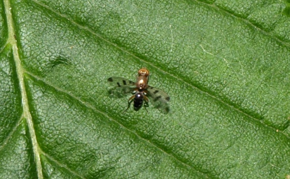 Geomyza tripunctata