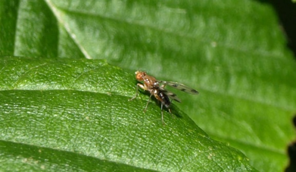 Geomyza tripunctata