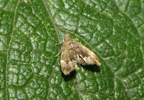 Anthophila fabriciana (Choreutidae)
