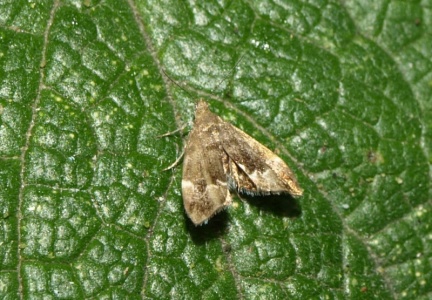 Anthophila fabriciana (Choreutidae)