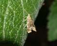 Anthophila fabriciana (Choreutidae)