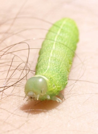 Orthosia cerasi