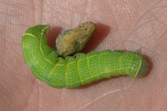 Orthosia cerasi