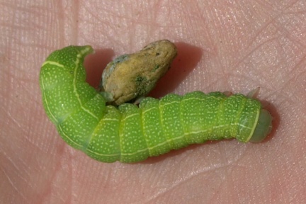 Orthosia cerasi