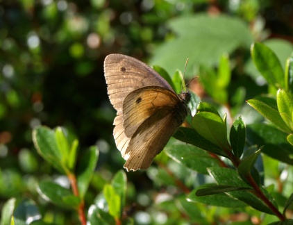 Maniola jurtina