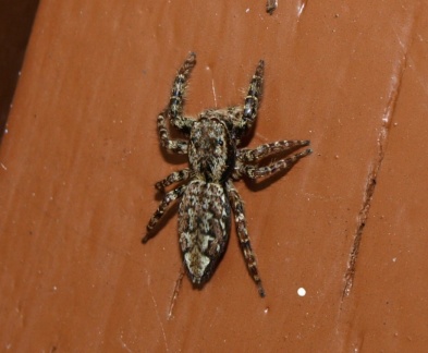 Marpissa muscosa
