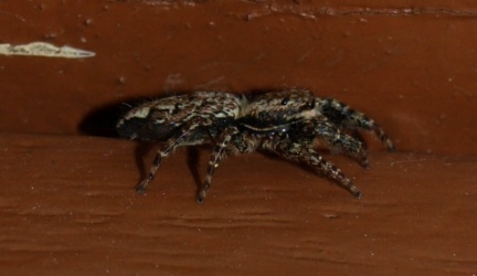 Marpissa muscosa
