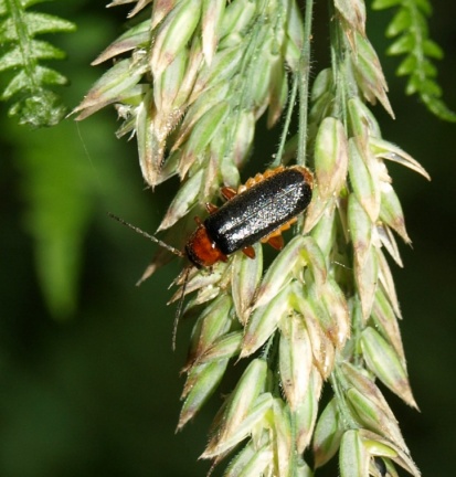 Cantharis flavilabris (femelle)