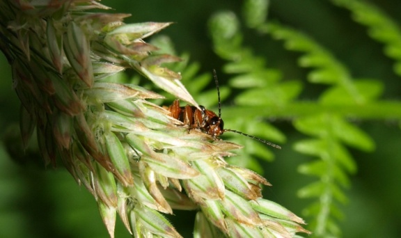 Cantharis flavilabris (femelle)