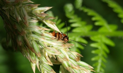 Cantharis flavilabris (femelle)