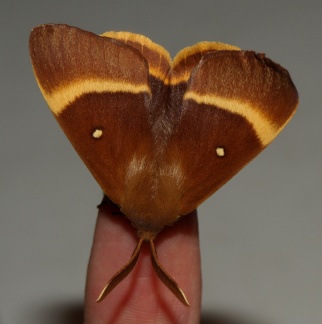 Lasiocampa quercus (mâle)