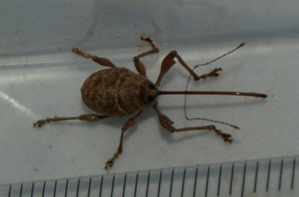 Curculio elephas (femelle)