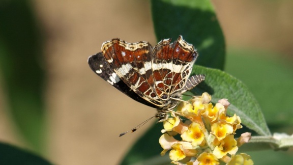 Araschnia levana