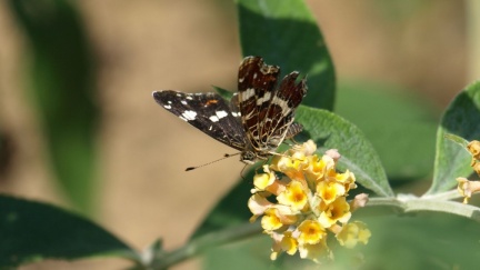 Araschnia levana