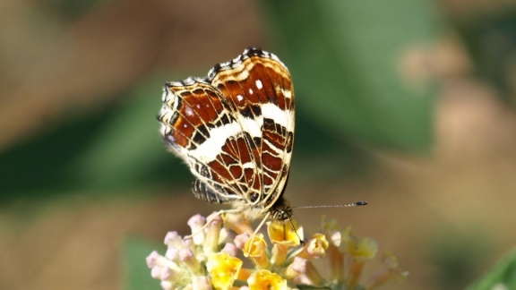 Araschnia levana