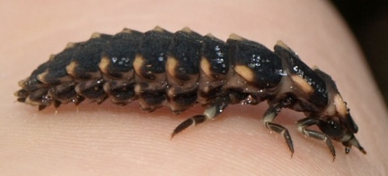 Lampyris noctiluca