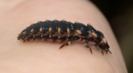 Lampyris noctuila (larve)