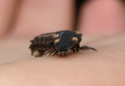 Lampyris noctuila (larve)