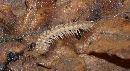 Polydesmidae