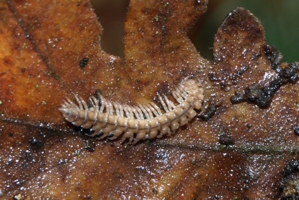 Polydesmidae