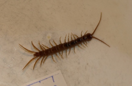 Lithobius (Lithobius) sp.