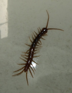 Lithobius (Lithobius) sp.