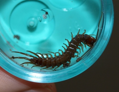 Lithobius (Lithobius) sp.