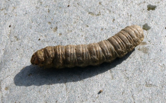 Agrotis sp.