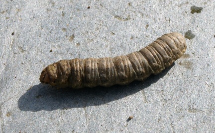 Agrotis sp.