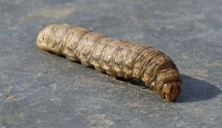Agrotis sp.