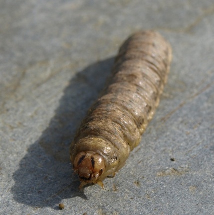 Agrotis sp.